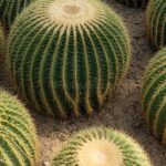 Images of Cacti in the Desert: Stunning Photos of Cacti in Their Natural Habitat