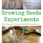 Growing Seeds on Cotton Wool: A Fun and Easy Experiment