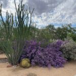 Desert Plants You Can Spot in El Paso Texas