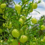 Hairy Balls Milkweed Plants: What You Need to Know About the Hairy Balls Milkweed