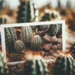 Planters for Cactus Plants: The Best Planters for Thriving Cacti