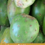 Is Prickly Pear Healthy? Benefits You Didn’t Expect
