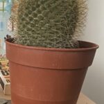 What Do Cactus Seeds Look Like? A Guide to Identifying Cactus Seeds
