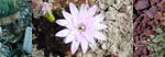 Is Cactus a Plant? Understanding the Botanical Classification of Cacti