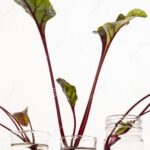 Can I Use Rooting Powder in Water? Propagation Tips