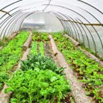 Growing in Cold Frames: How to Create the Ideal Environment for Cactus and Succulents