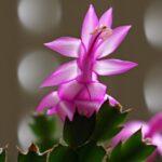 How Big Do Christmas Cactuses Get? Understanding the Growth of Christmas Cactus Plants
