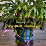 How Big Do Christmas Cactus Get? Size Expectations