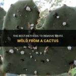 Mold on Cactus Plant: What to Do When You Notice Mold on Your Cactus
