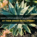 Agave Plant Growth Rate: How Fast Do They Grow?