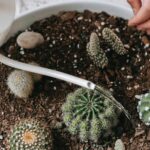 How Long Does a Cactus Take to Grow?