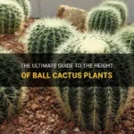 How Tall Do Cactus Grow? Record Holders and More