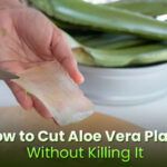 How Do You Cut Aloe Vera Without Damaging the Plant?