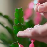 When to Fertilize Christmas Cactus: Tips for Healthy Holiday Blooms