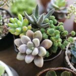 Do Succulents Have Deep Roots? Understanding the Root Systems of Succulents