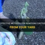 How to Get Rid of Cactus: Effective Methods for Removing Cactus from Your Garden