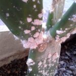 How to Get Rid of Mealybugs on Cactus Quickly and Safely