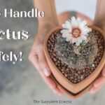 How Do You Get Rid of Cactus? Tips for Safely Removing Cactus from Your Garden