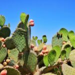 Can You Eat Prickly Pear Cactus Fruit: How to Harvest and Enjoy Prickly Pear Cactus