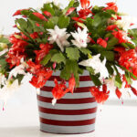When to Put Christmas Cactus in the Dark: Tips for Getting Your Christmas Cactus to Bloom