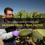 How to Eat Prickly Pear: A Guide to Harvesting and Enjoying Prickly Pear Cactus Fruit