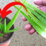 How Do You Propagate Aloe Vera? A Step-by-Step Guide to Aloe Vera Propagation