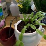 Repotting a Christmas Cactus: Tips for Successfully Transplanting Your Christmas Cactus