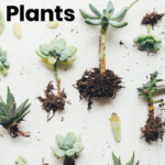 How to Repot Cacti: The Best Techniques for Replanting Cactus Plants