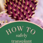 How Do You Transplant a Cactus? A Simple Guide to Safely Moving Your Cactus