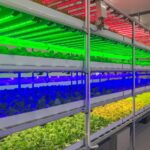 LED Light for Cactus: How to Use LED Grow Lights to Promote Healthy Cactus Growth
