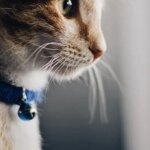 Succulents Dangerous for Cats: What You Should Know