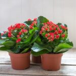 Is Kalanchoe Poisonous to Touch? What You Should Know