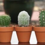 Cactus in Terracotta Pot: Why This Combination Is Ideal for Your Cactus