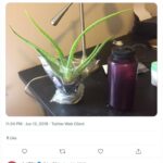 Can You Take Cactus on a Plane? Understanding the Rules for Traveling with Cactus