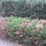 Can Bleach Harm Plants? Why You Should Avoid Using Bleach Around Plants