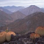 Where Does Cactus Live? Understanding the Natural Habitat of Cactus Plants