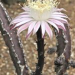 Peniocereus