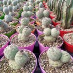 Tephrocactus