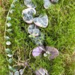 Do Cuttings Need Light to Root? Understanding Light Requirements for Propagating Plants