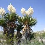 West Texas Cactus Plants: Discovering the Unique Cacti of West Texas