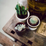 Will Cactus Grow Indoors? Tips for Indoor Success