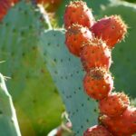 Prickly Pear Cactus Fruits: A Guide to Harvesting and Eating Prickly Pear Fruits