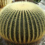 Echinocactus