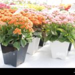 Kalanchoe Plant and Cats: Is Kalanchoe Safe for Your Feline Friends?
