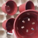 Kalanchoe Toxic to Dogs: What You Need to Know About Kalanchoe and Pet Safety
