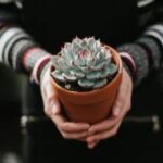 Do Cacti Need Direct Sunlight? Understanding the Light Requirements of Cacti