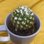 White Fuzz on Cactus: What It Is and How to Deal with It