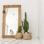 Large Indoor Cactus Plants That Make a Bold Statement