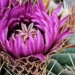 B and B Cactus Farm: A Visit to One of the Best Cactus Nurseries in the U.S.