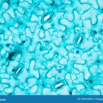 Leaf Stomata Under Microscope: Tiny Wonders Revealed